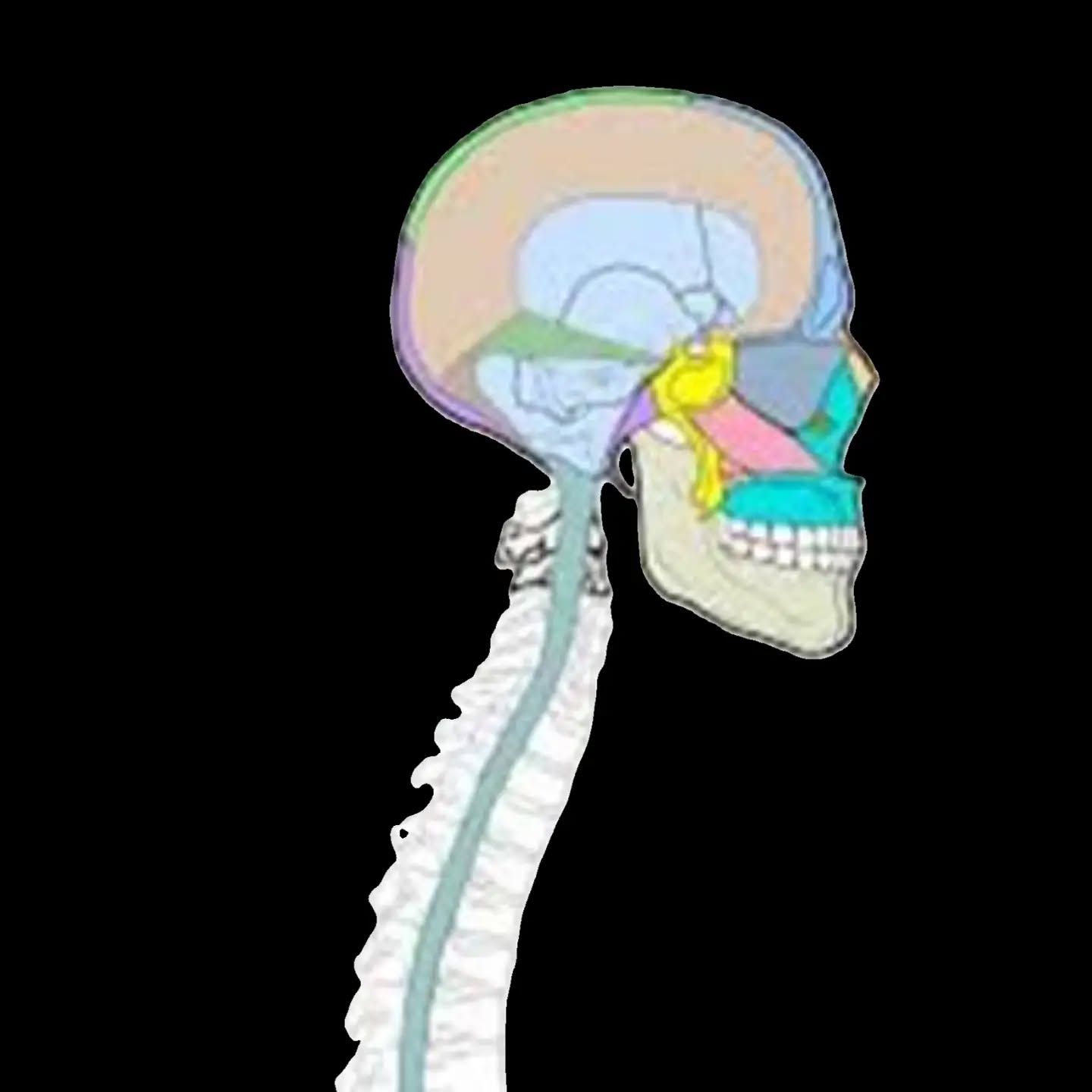 Manchmal ist weniger tatsächlich mehr.
Heute wurde mir wieder bewusst:
Craniosacrale Begleitung bedeutet nicht, möglichst viel zu tun.
Es geht darum, aufmerksam zu sein. Mit den Händen wahrzunehmen. Dem Körper Zeit zu geben.
Gerade in einer Welt, in der alles schneller werden soll, empfinde ich diese Haltung als besonders wertvoll.
Diese Erfahrung begleitet mich übrigens auch in meinen Trainings:
Nicht immer ist mehr Bewegung die Lösung – manchmal ist es die richtige Bewegung im richtigen Moment.
Was hilft dir dabei, zur Ruhe zu kommen?
#craniosacralebegleitung #achtsamkeit #biodynamik #stressabbau #gesundheit ruhe thomasgerdingcranio